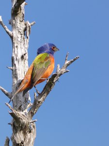 20190507 - Fort Fisher - Painted Bunting 4