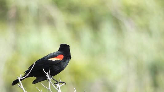 20190507 - Fort Fisher - Red-winged Blackbird 1