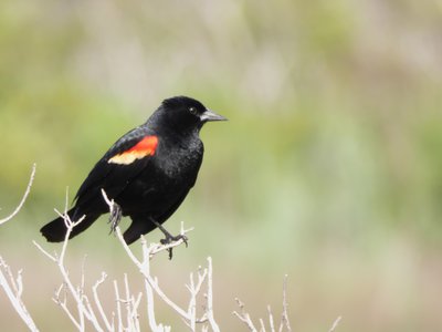 20190507 - Fort Fisher - Red-winged Blackbird 2