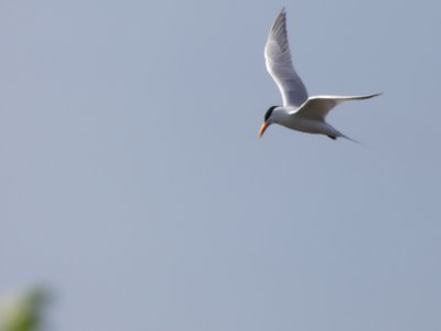 20190507 - Fort Fisher - Royal Tern