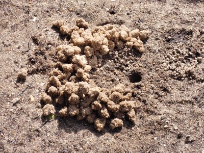 20190507 - Fort Fisher - Sand Fiddler Crab Burrow