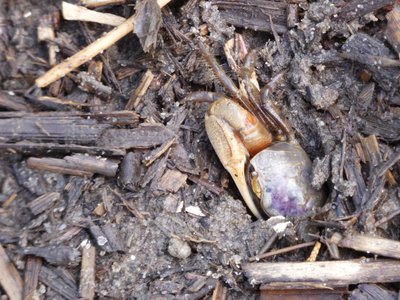 20190507 - Fort Fisher - Sand Fiddler Crab