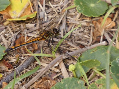 20190507 - Fort Fisher - Seaside Dragonlet