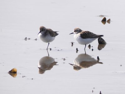 20190507 - Fort Fisher - Semipalmated Sandpipers