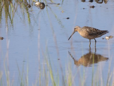 20190507 - Fort Fisher - Short-billed Dowitcher