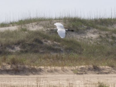 20190507 - Fort Fisher - Snowy Egret