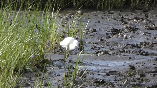 20190507 - Fort Fisher - Snowy Egrets and Dowitcher