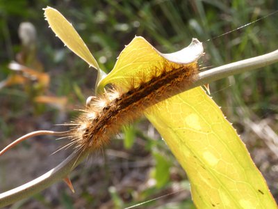 20190507 - Fort Fisher - Tiger Moth Caterpillar