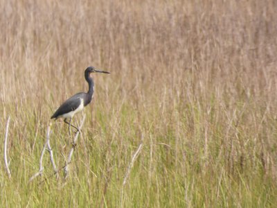 20190507 - Fort Fisher - Tricolored Heron 1