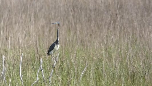 20190507 - Fort Fisher - Tricolored Heron 2