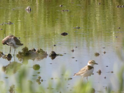 20190507 - Fort Fisher - Unknown and Semipalmated Plover