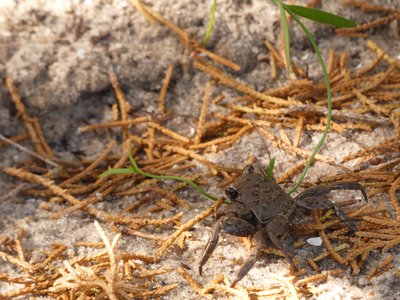 20190507 - Fort Fisher - Wharf Crab