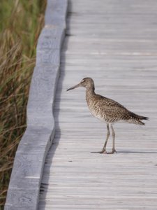 20190507 - Fort Fisher - Willet 1