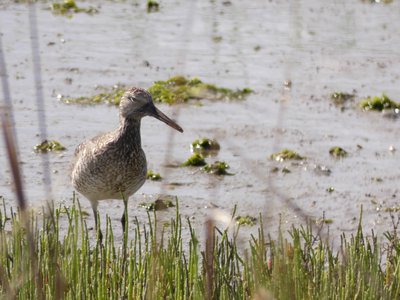 20190507 - Fort Fisher - Willet 2