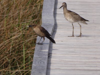 20190507 - Fort Fisher - Willet and Female Boat-tailed Grackle