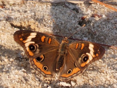 20190508 - Carvers Creek - Common Buckeye