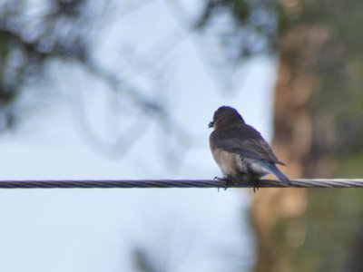 20190508 - Carvers Creek - Eastern Bluebird