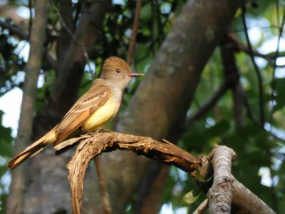 20190508 - Carvers Creek - Great Crested Flycatcher