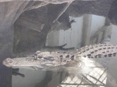 20190508 - Fort Fisher Aquarium - Alligator