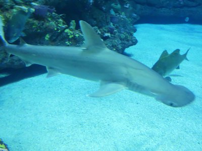 20190508 - Fort Fisher Aquarium - Bonnethead Shark 1