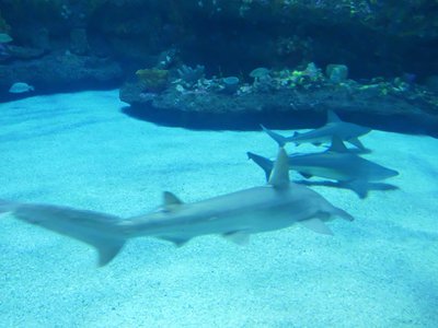 20190508 - Fort Fisher Aquarium - Bonnethead Shark 2