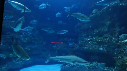 20190508 - Fort Fisher Aquarium - Bonnethead Shark and Fish