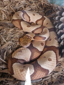 20190508 - Fort Fisher Aquarium - Copperhead