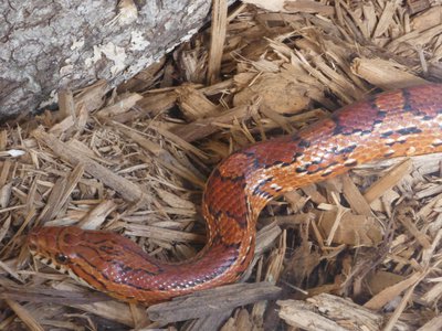 20190508 - Fort Fisher Aquarium - Corn Snake