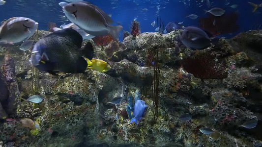 20190508 - Fort Fisher Aquarium - Fish Tank 1