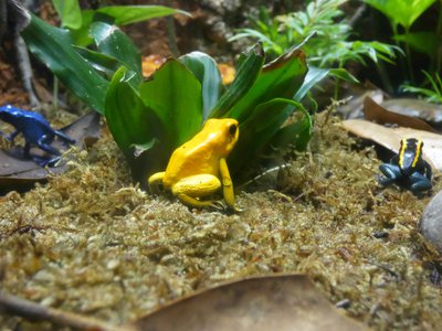 20190508 - Fort Fisher Aquarium - Golden Poison Frog