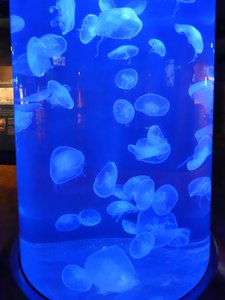 20190508 - Fort Fisher Aquarium - Jellyfish 1