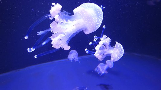 20190508 - Fort Fisher Aquarium - Jellyfish 3