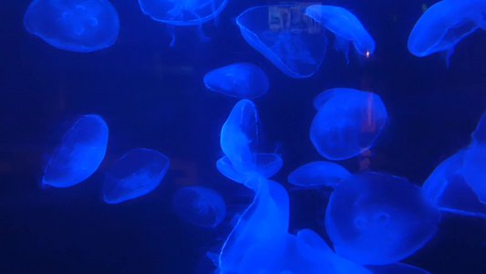 20190508 - Fort Fisher Aquarium - Jellyfish 4