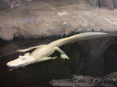 20190508 - Fort Fisher Aquarium - Luna - Albino Alligator