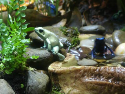 20190508 - Fort Fisher Aquarium - Mint Poison Frog