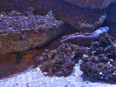 20190508 - Fort Fisher Aquarium - Moray Eel