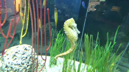 20190508 - Fort Fisher Aquarium - Seahorse