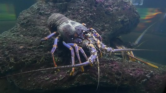 20190508 - Fort Fisher Aquarium - Spiny Lobster