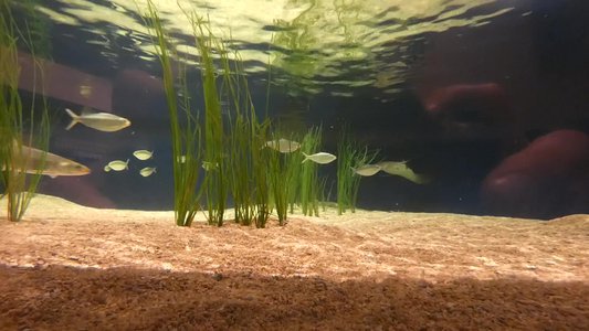 20190508 - Fort Fisher Aquarium - Stingrays