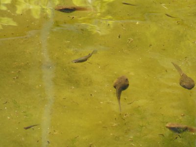 20190508 - Fort Fisher Aquarium - Tadpoles 1