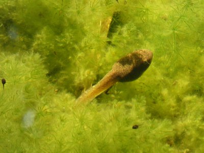 20190508 - Fort Fisher Aquarium - Tadpoles 2