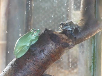 20190508 - Fort Fisher Aquarium - Tree Frog and Gray Treefrog