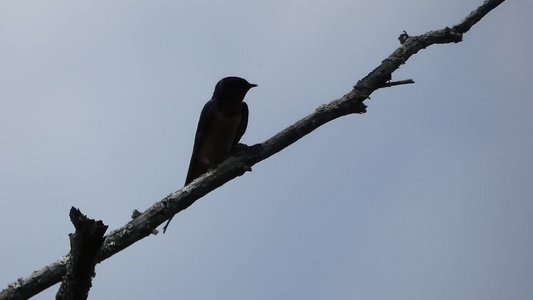 20190508 - Jones Lake - Barn Swallow 2