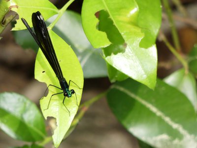 20190508 - Jones Lake - Ebony Jewelwing 1