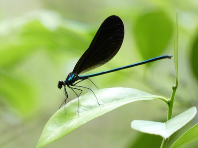 20190508 - Jones Lake - Ebony Jewelwing 2