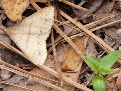 20190508 - Jones Lake - Unknown Moth