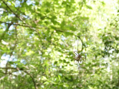 20190508 - Jones Lake - Unknown Spider