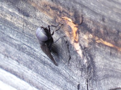 20190508 - Lake Waccamaw - Big-headed Fly 1