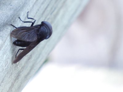 20190508 - Lake Waccamaw - Big-headed Fly 2