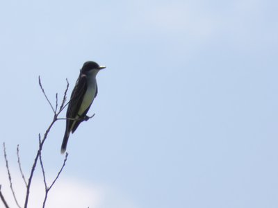 20190508 - Lake Waccamaw - Eastern Kingbird